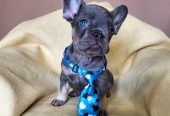 Francuski Bulldog štenci exotik boja