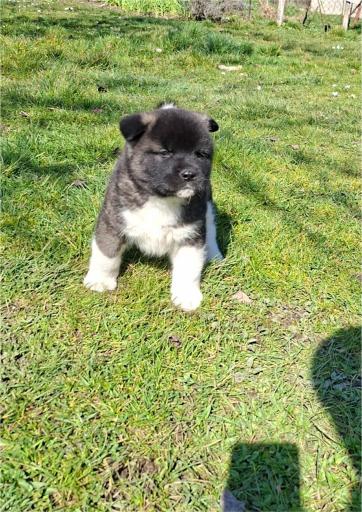 Američka Akita prelepi štenci