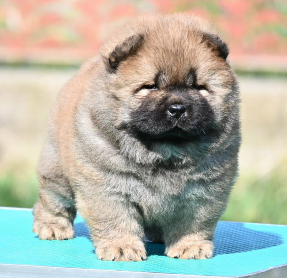 Chow Chow Cau Cau Čau Čau