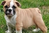 Engleski buldog štenci