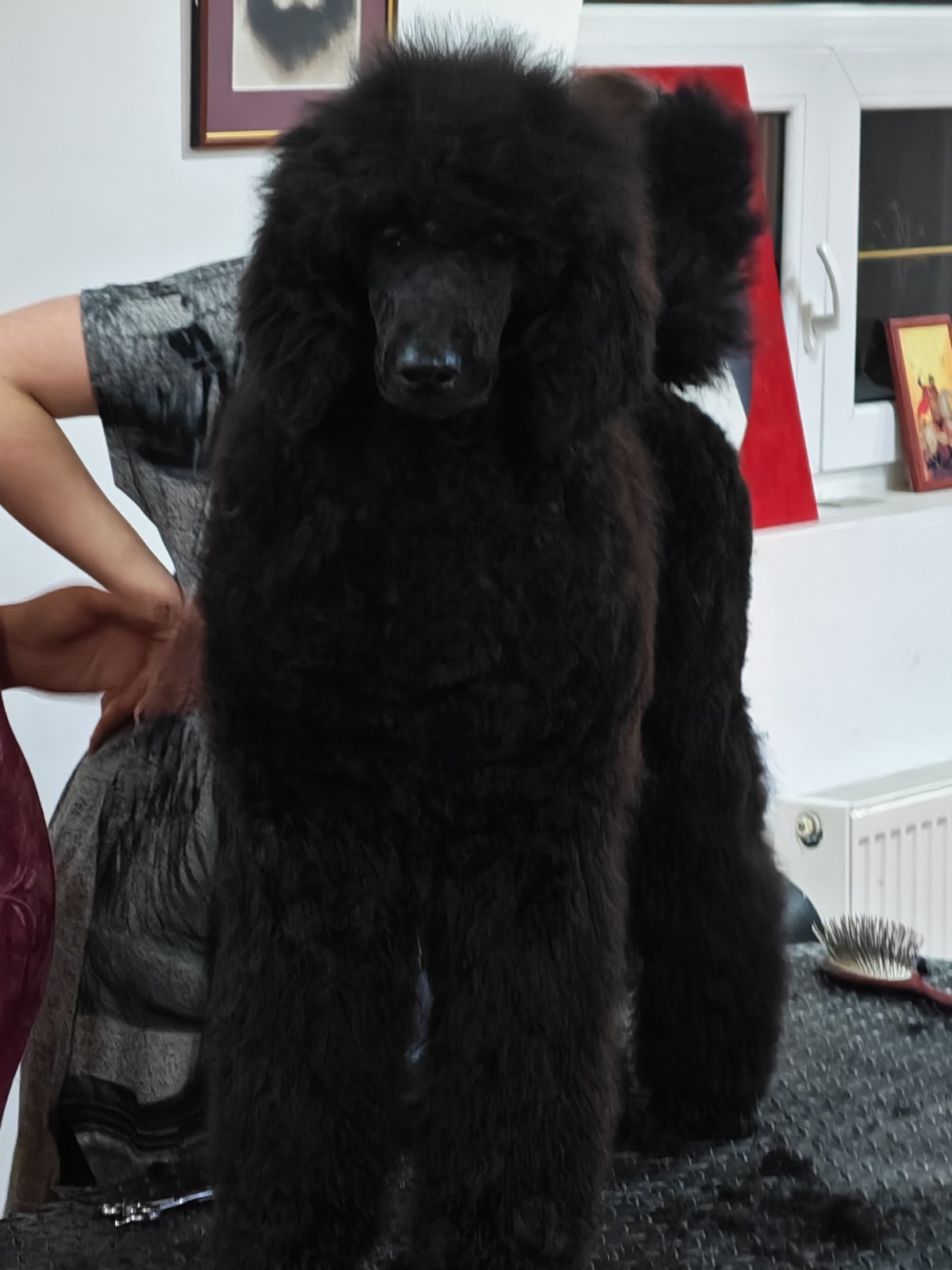 ŠAMPIONSKO LEGLO: Crne Standardne Pudle vrhunskog ranga