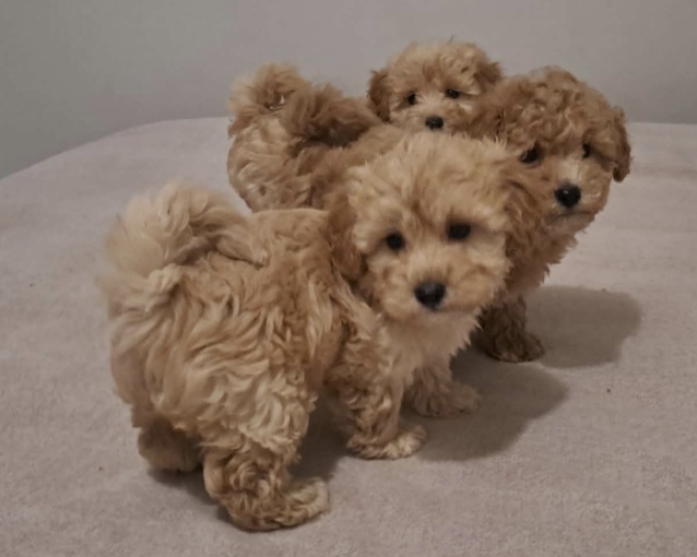 Maltipoo toy stenci