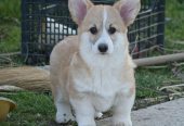Velski korgi/Welsh Corgi Pembroke