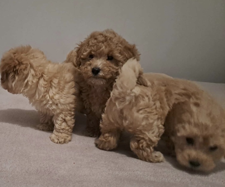 Maltipoo toy stenci