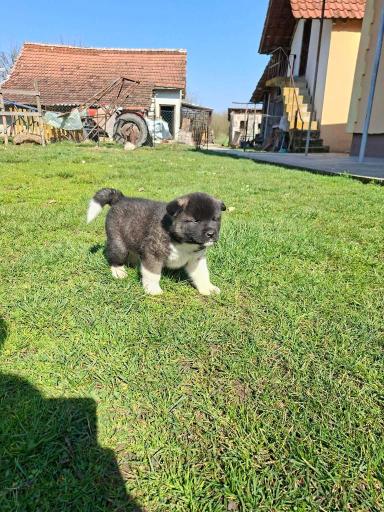 Američka Akita prelepi štenci