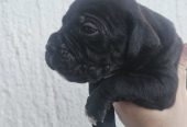 Cane Corso štenci