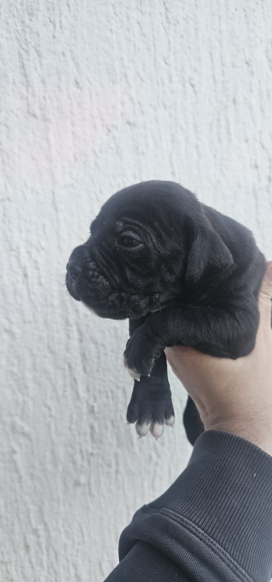 Cane Corso štenci