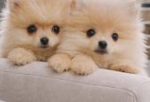 Pomeranac Boo štenci