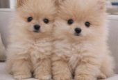 Pomeranac Boo štenci