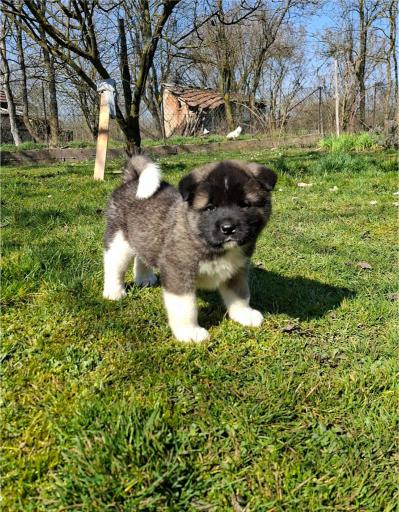 Američka Akita prelepi štenci