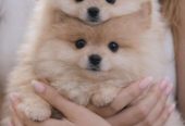 Pomeranac Boo štenci
