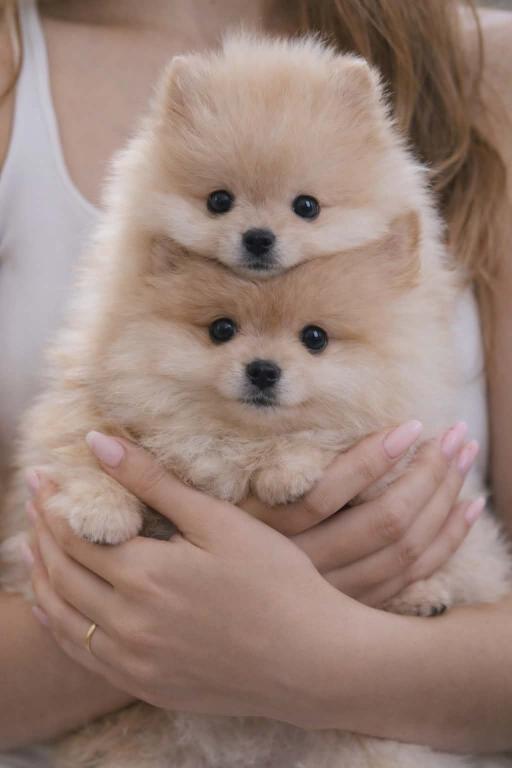 Pomeranac Boo štenci