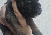 Cane Corso štenci