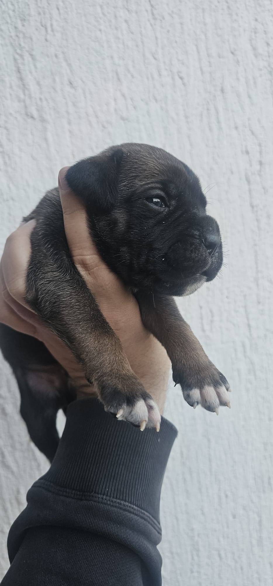 Cane Corso štenci