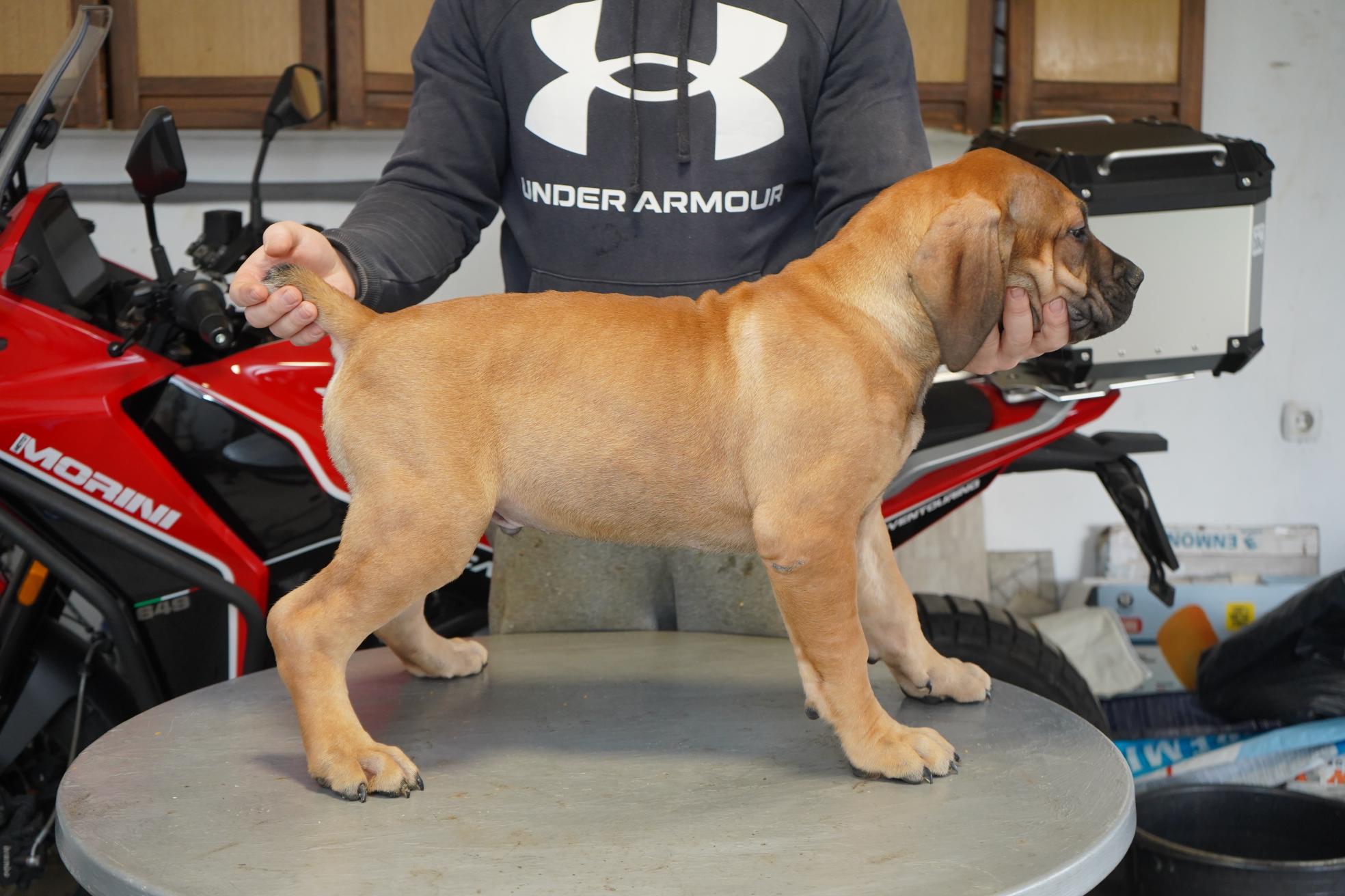 Južnoafrički mastif – Boerboel štenci