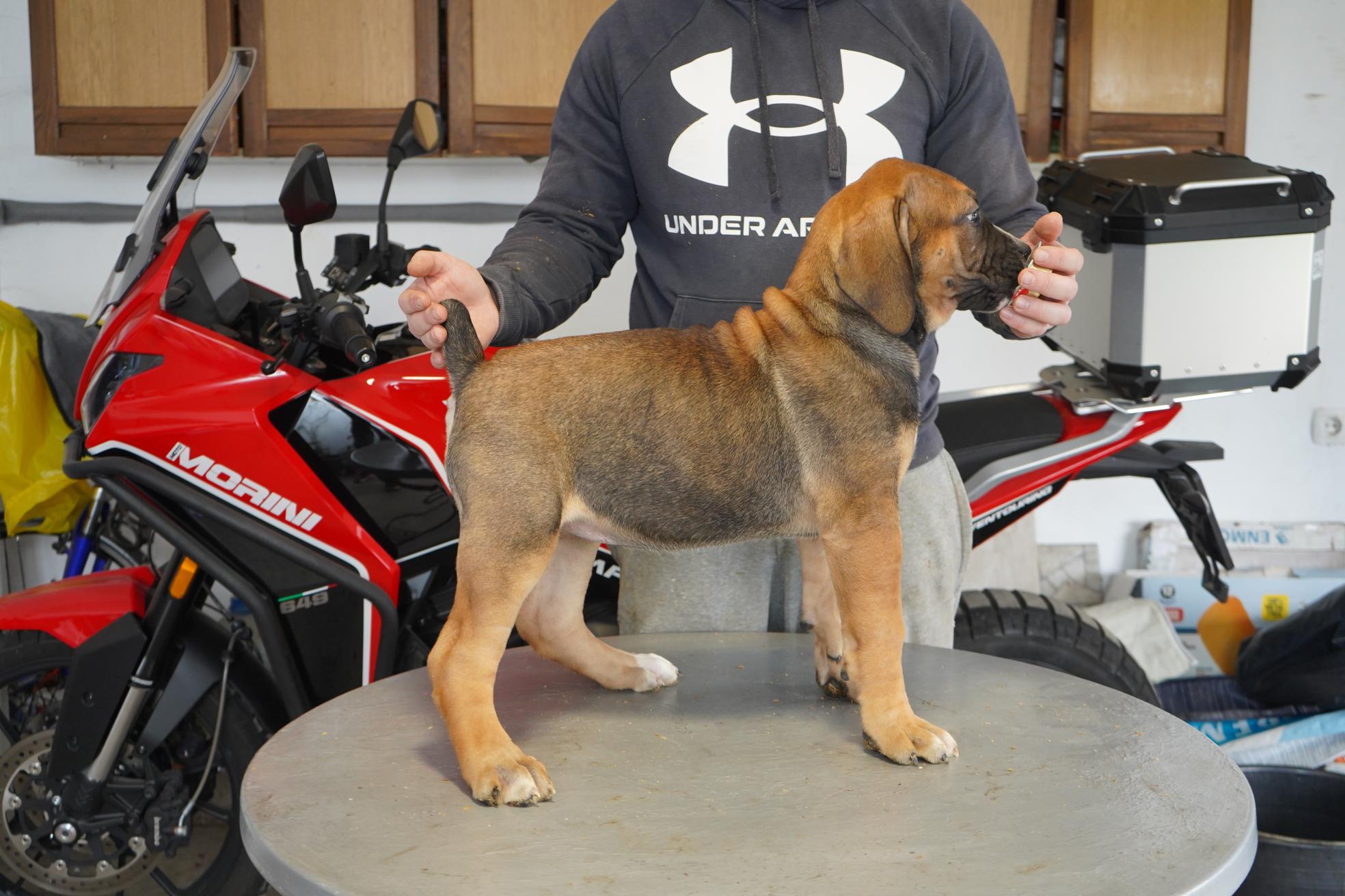 Južnoafrički mastif – Boerboel štenci