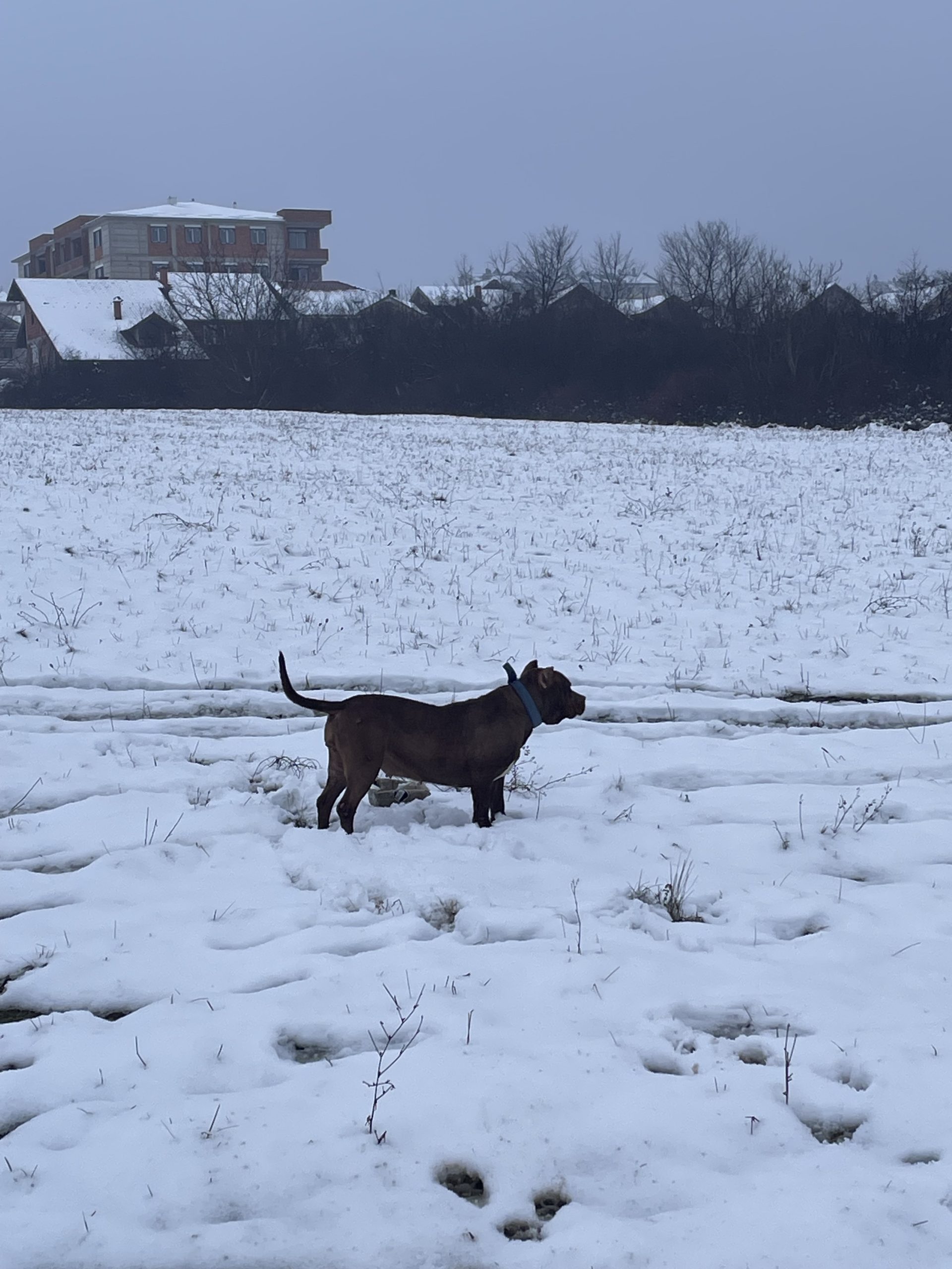 Prodaje se američki buli-ženka Čoko