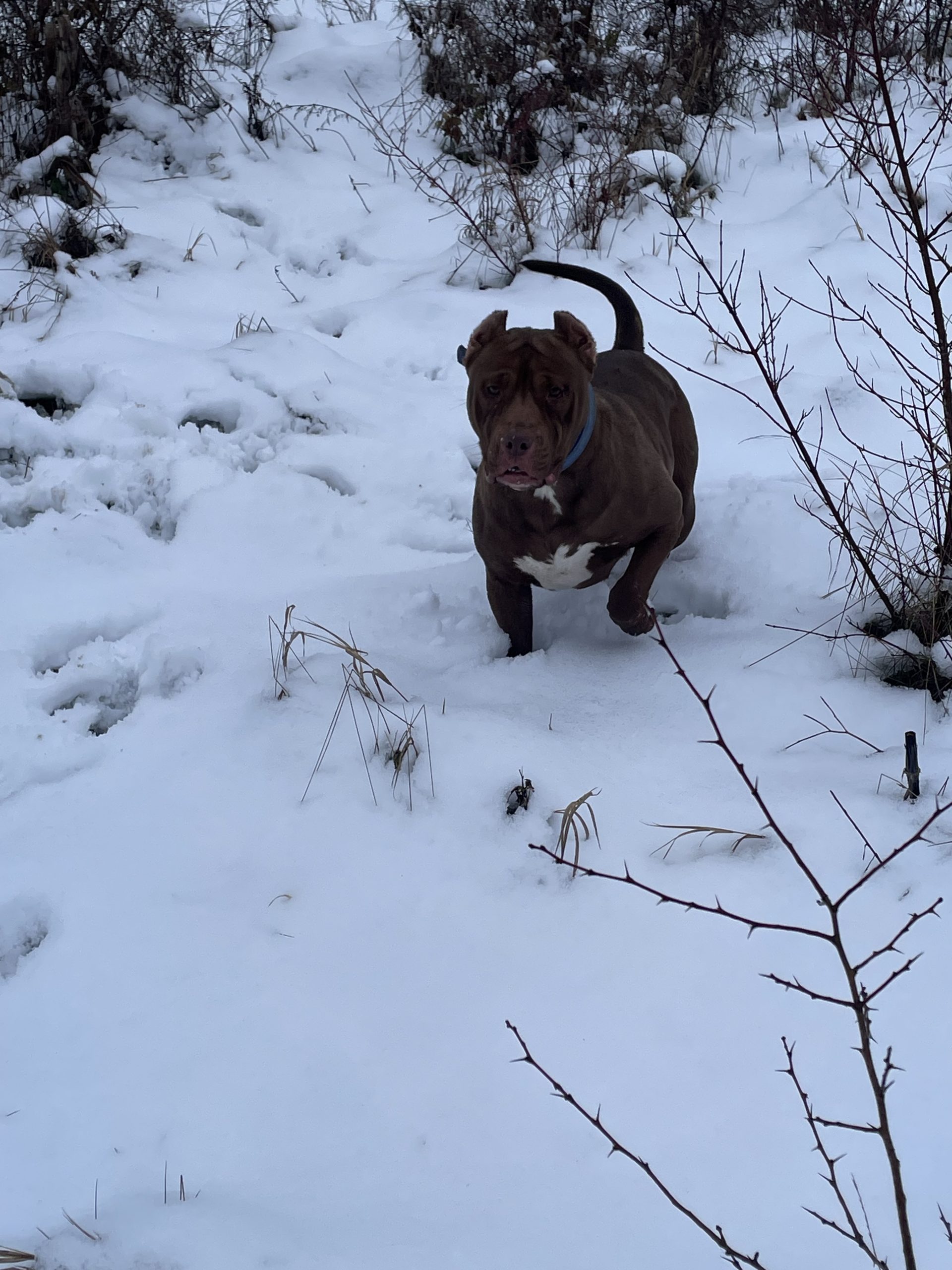 Prodaje se američki buli-ženka Čoko