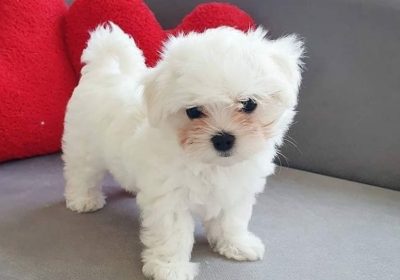 Maltese