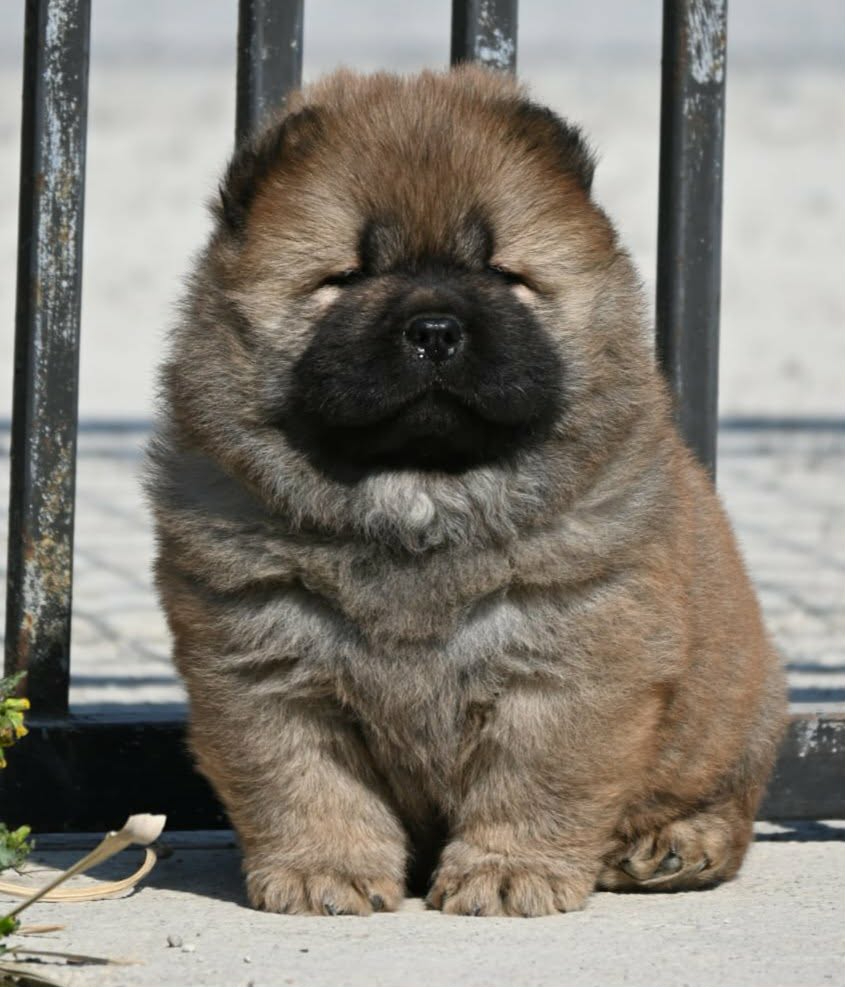 Chow Chow Cau Cau Čau Čau