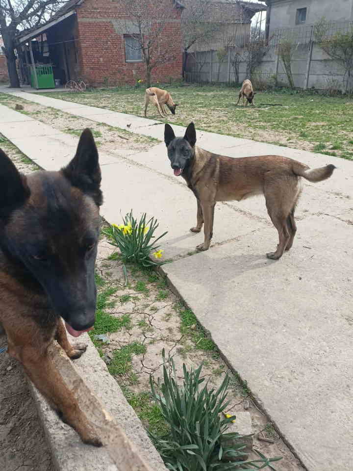 Belgijski ovčar MALINOA štenci