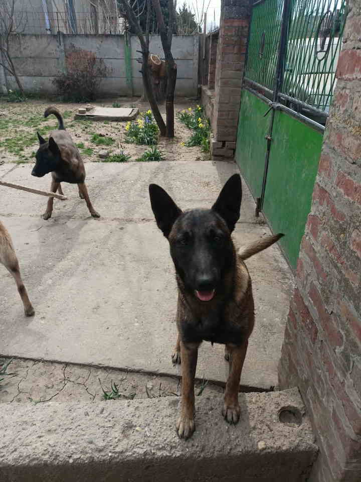 Belgijski ovčar MALINOA štenci