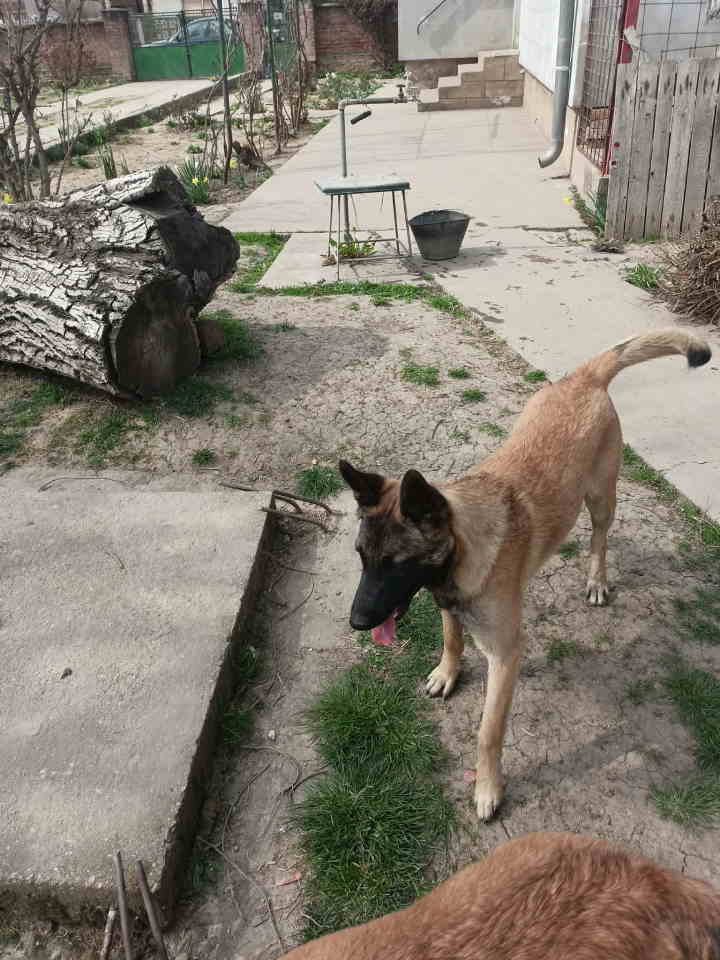 Belgijski ovčar MALINOA štenci