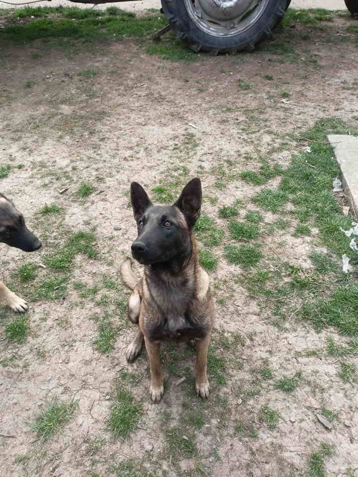 Belgijski ovčar MALINOA štenci