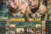 American Bully Ženka je stara 13 meseci, vrhunskog, izuzetnog porekla