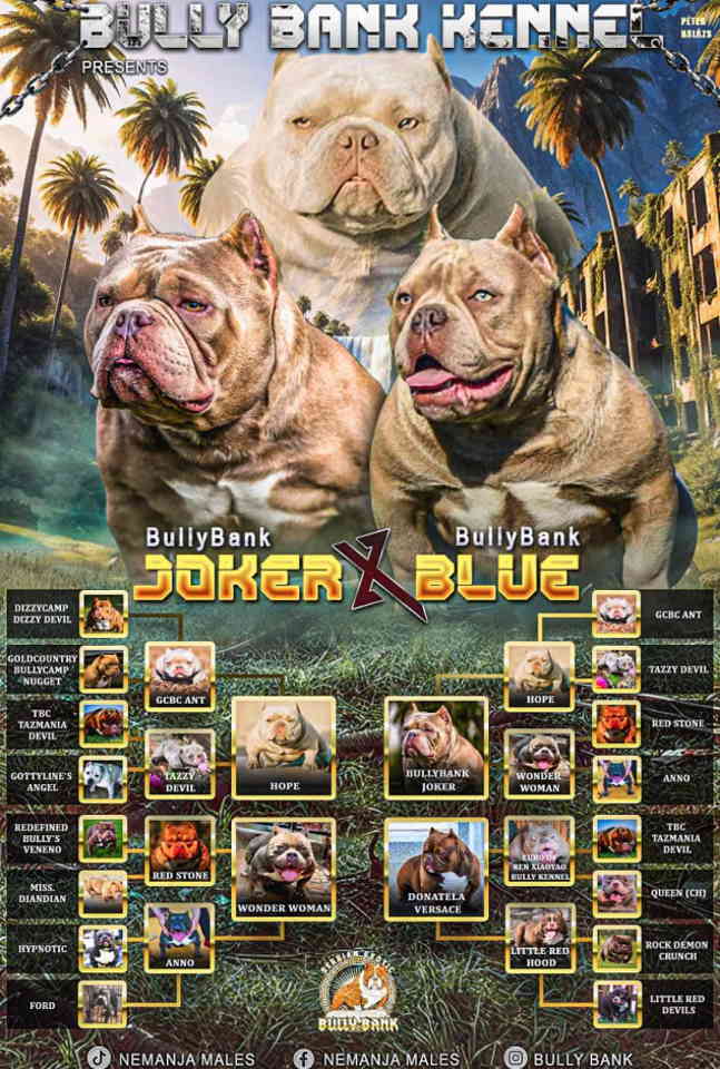 American Bully Ženka je stara 13 meseci, vrhunskog, izuzetnog porekla