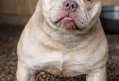 American Bully Ženka je stara 13 meseci, vrhunskog, izuzetnog porekla