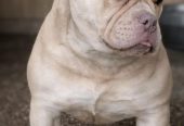 American Bully Ženka je stara 13 meseci, vrhunskog, izuzetnog porekla