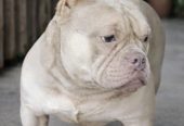 American Bully Ženka je stara 13 meseci, vrhunskog, izuzetnog porekla