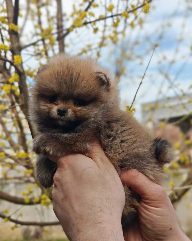 Stenci pomeranca prelepog krzna i izuzetno sitne građe