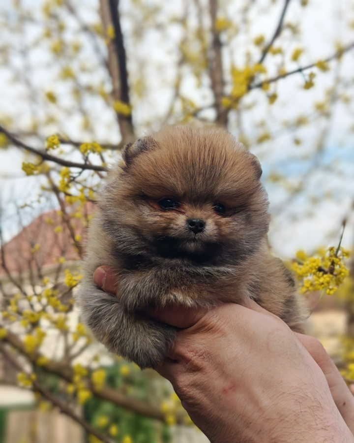 Stenci pomeranca prelepog krzna i izuzetno sitne građe