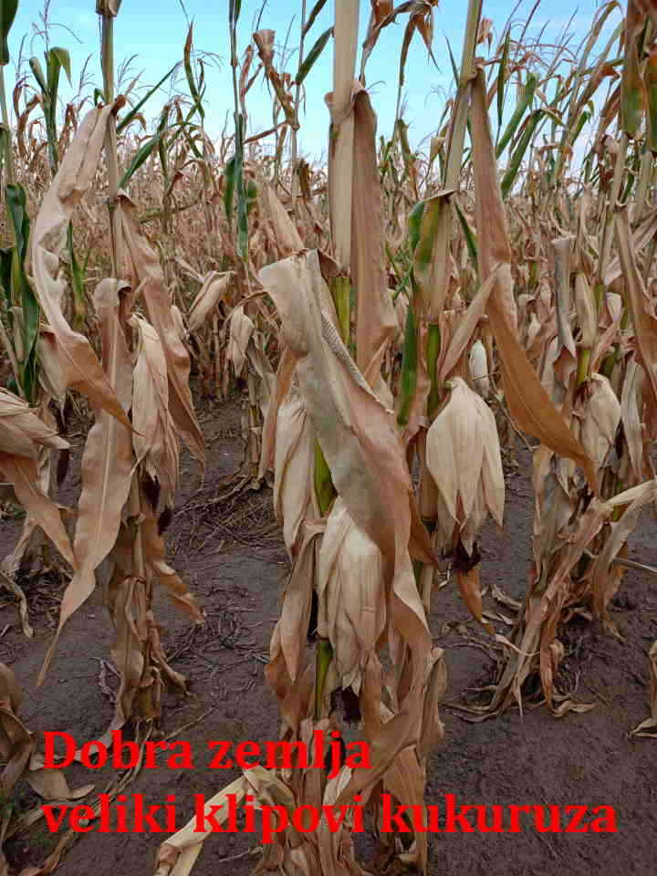 Prodaje se kuća/salaš u Hajdukovu na parceli od 3,5 jutra zemlje