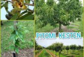 Prodajem sadnice pitomog kestena, sorta Marsol