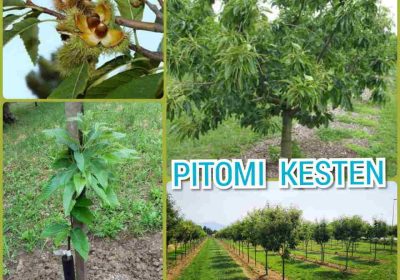 kesten1