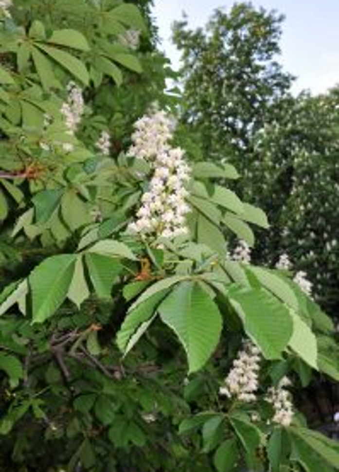 Prodajem sadnice pitomog kestena, sorta Marsol