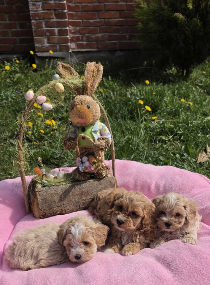 Predstavljamo vam novo leglo bebica maltipoo