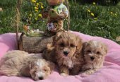 Predstavljamo vam novo leglo bebica maltipoo