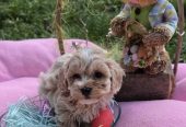 Predstavljamo vam novo leglo bebica maltipoo