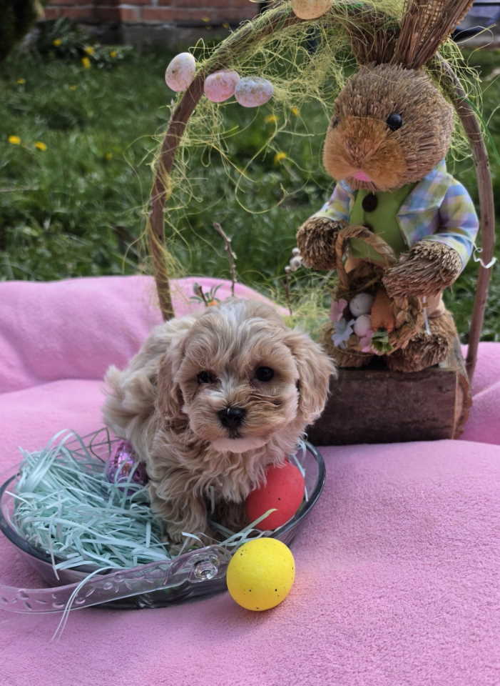 Predstavljamo vam novo leglo bebica maltipoo