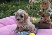 Predstavljamo vam novo leglo bebica maltipoo