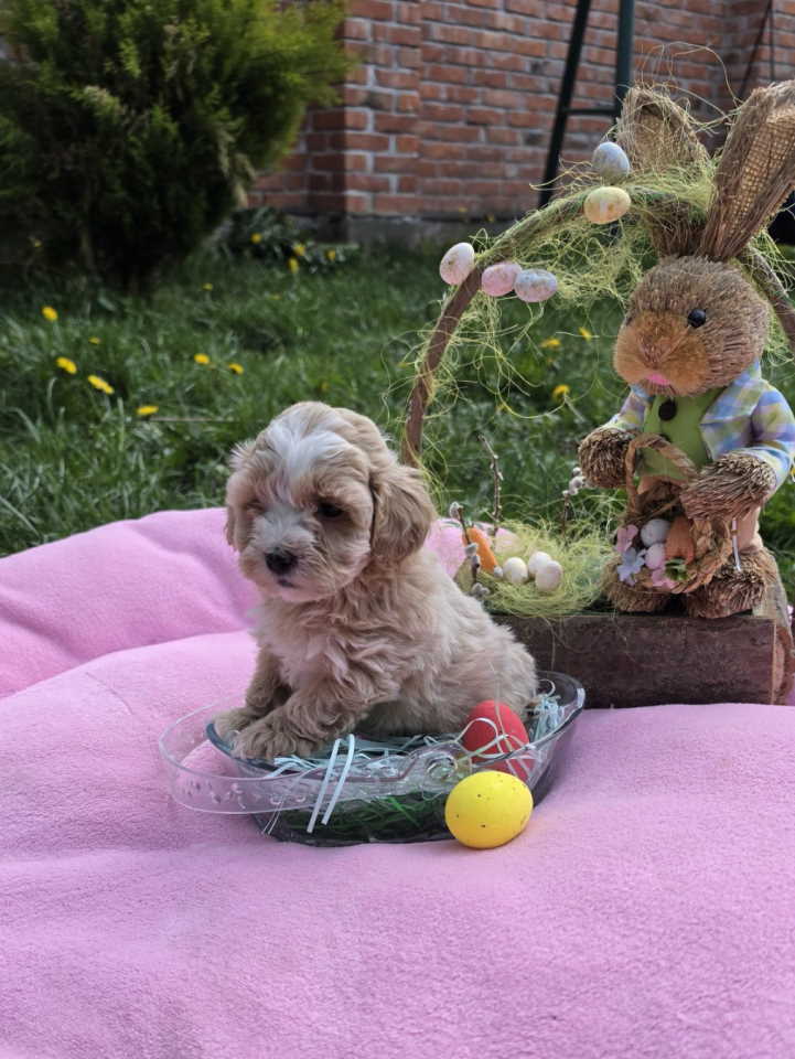 Predstavljamo vam novo leglo bebica maltipoo
