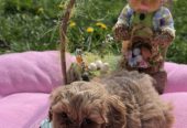 Predstavljamo vam novo leglo bebica maltipoo