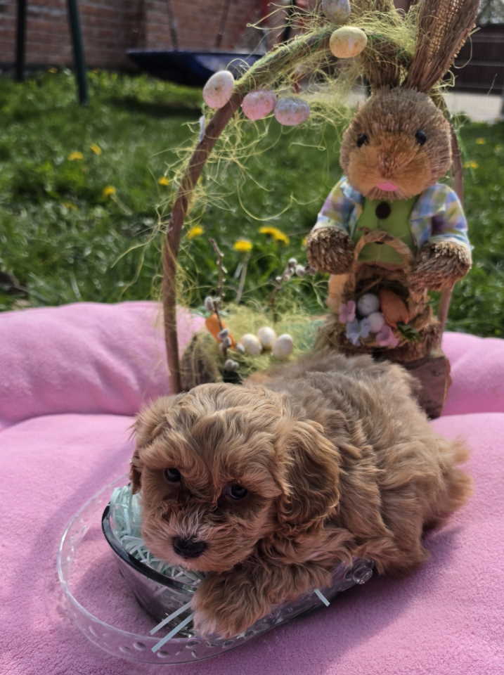 Predstavljamo vam novo leglo bebica maltipoo