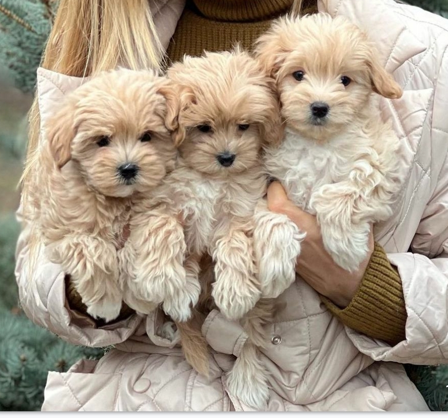 Штенци малтипуа