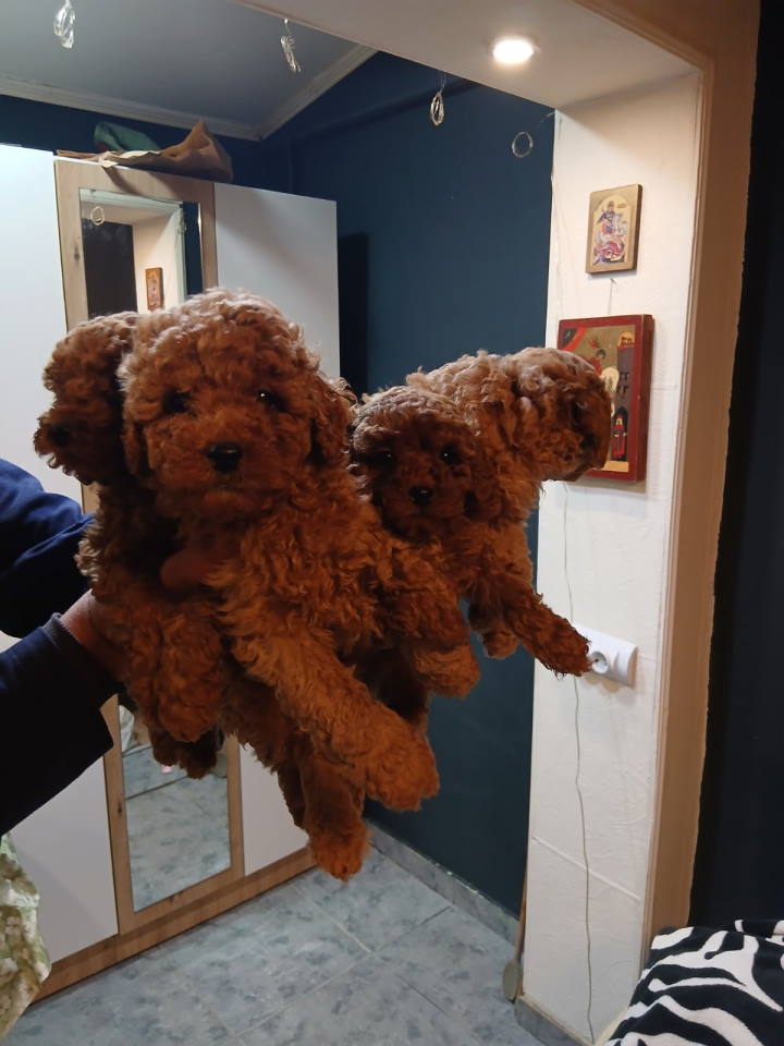 Na prodaju štenci patuljaste pudle