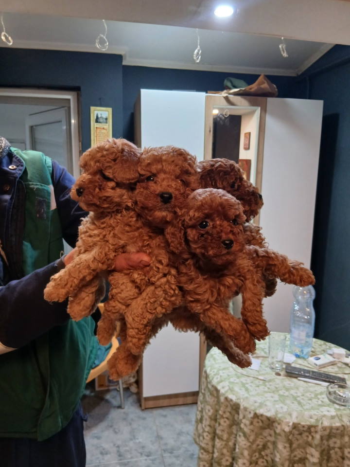 Na prodaju štenci patuljaste pudle